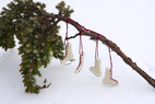 LITTLE HANGINGS, ice skate